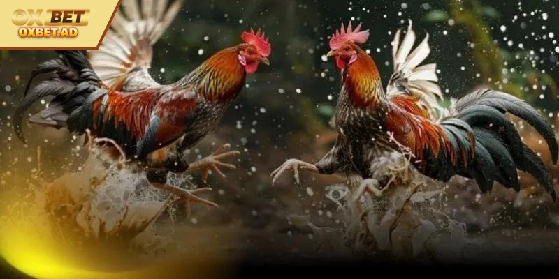 Các hình thức hấp dẫn chẳng thể bỏ lỡ tại OXBET