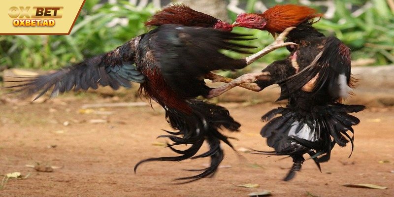 Cách chọn gà đá mạnh chuẩn từ các cao thủ