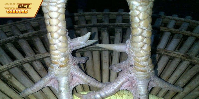 Cách Xem Vảy Gà Đá Hay Nhất Cho Những Người Chơi Mới