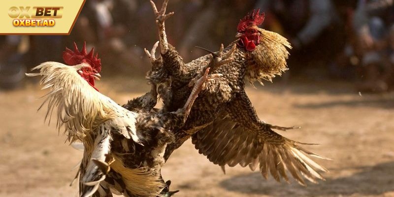 Đá Gà Campuchia - Hình Thức Giải Trí Đỉnh Cao Trong 2025