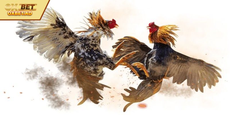 Hướng dẫn thành viên đăng ký đơn giản nhất