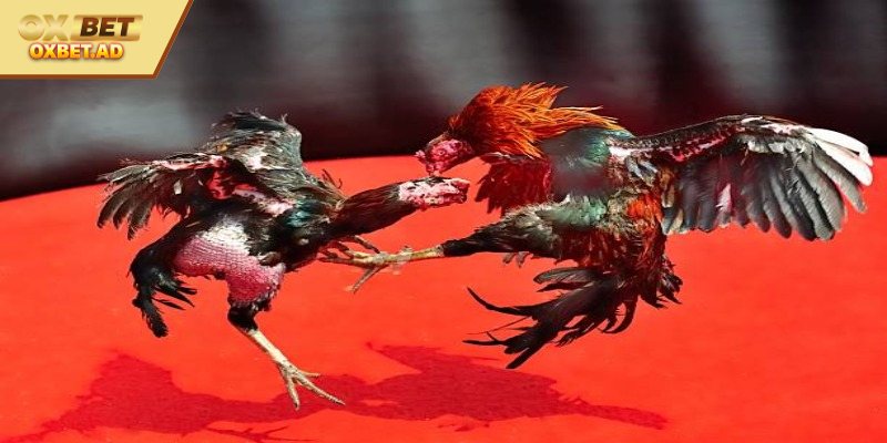 Kinh Nghiệm Xem Tướng Gà Chọi – Tuyệt Chiêu Chọn Kê Hay