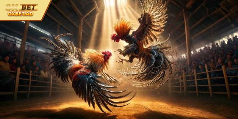 Kinh nghiệm xem tướng gà từ các chuyên gia