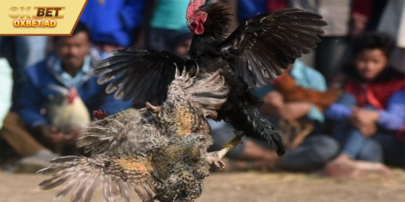 Lên kế hoạch luyện tập cho những chiến kê