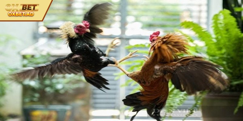 Một số tướng gà chọi được đánh giá cao