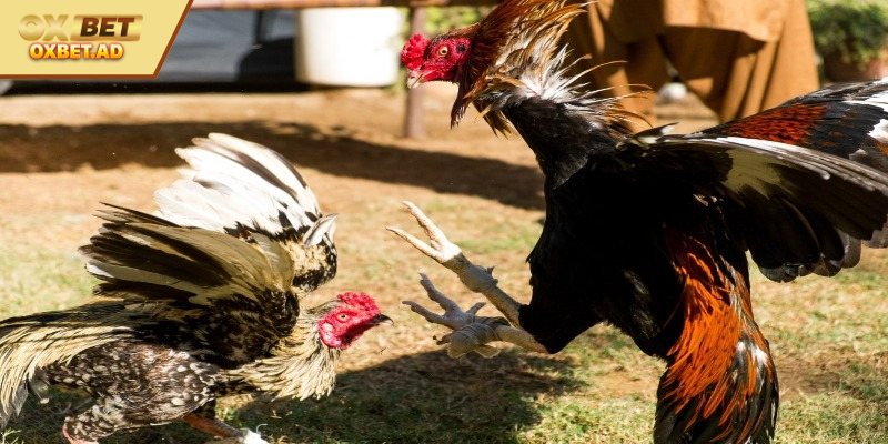 Những loại gà đá hay và mạnh mẽ nhất