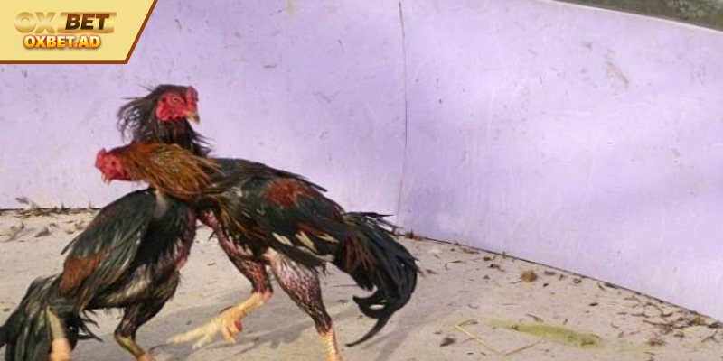 Nuôi Gà Đá Bo Lớn Dễ Dàng Và Đơn Giản Nhất Năm 2025