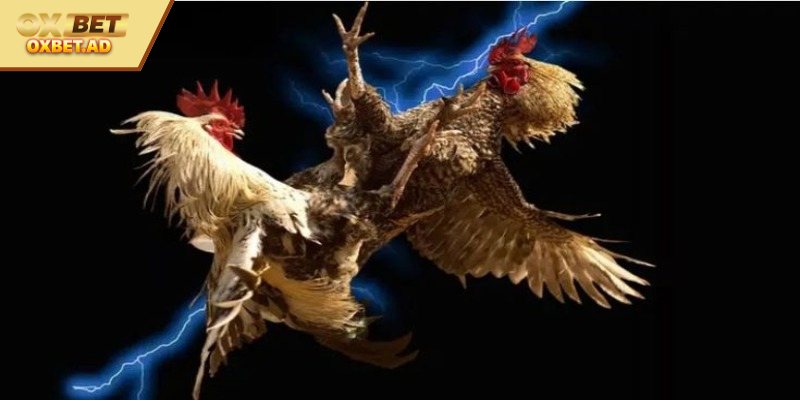 Tìm hiểu về sân chơi đá gà Campuchia đẳng cấp