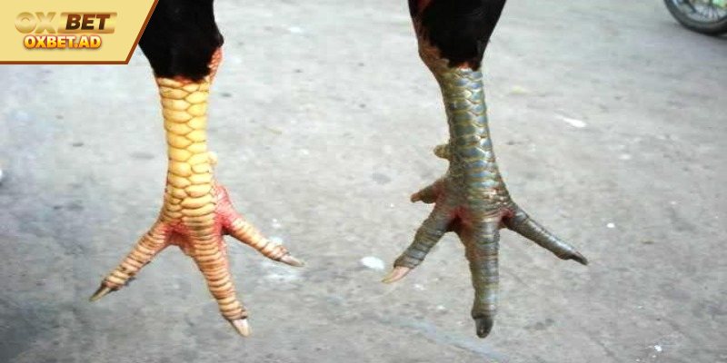 Vảy Nguyệt Ám Chỉ khi xem chiến kê